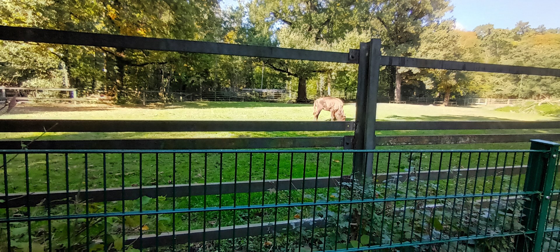 European Bison Enclosure