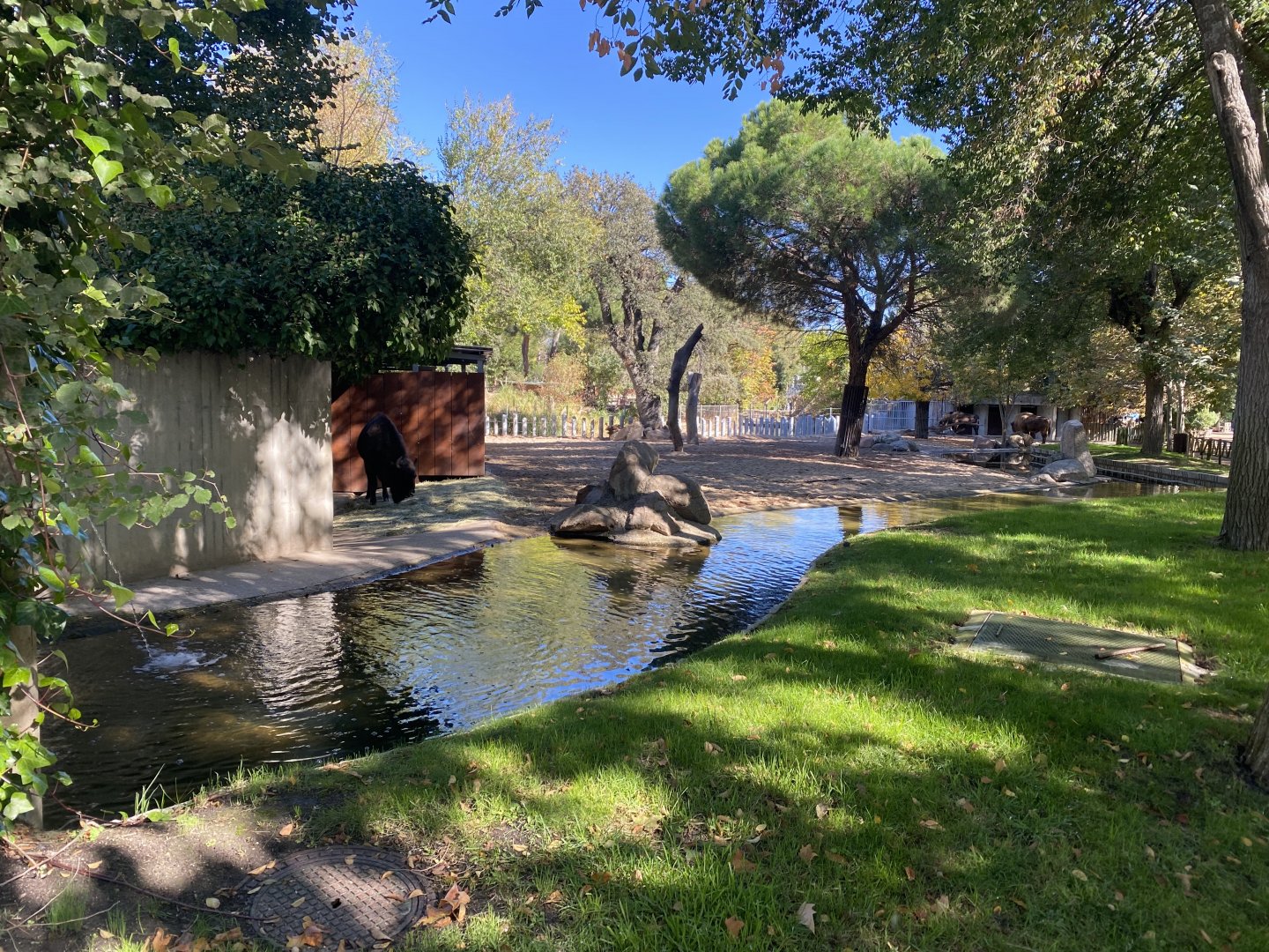 European bison enclosure
