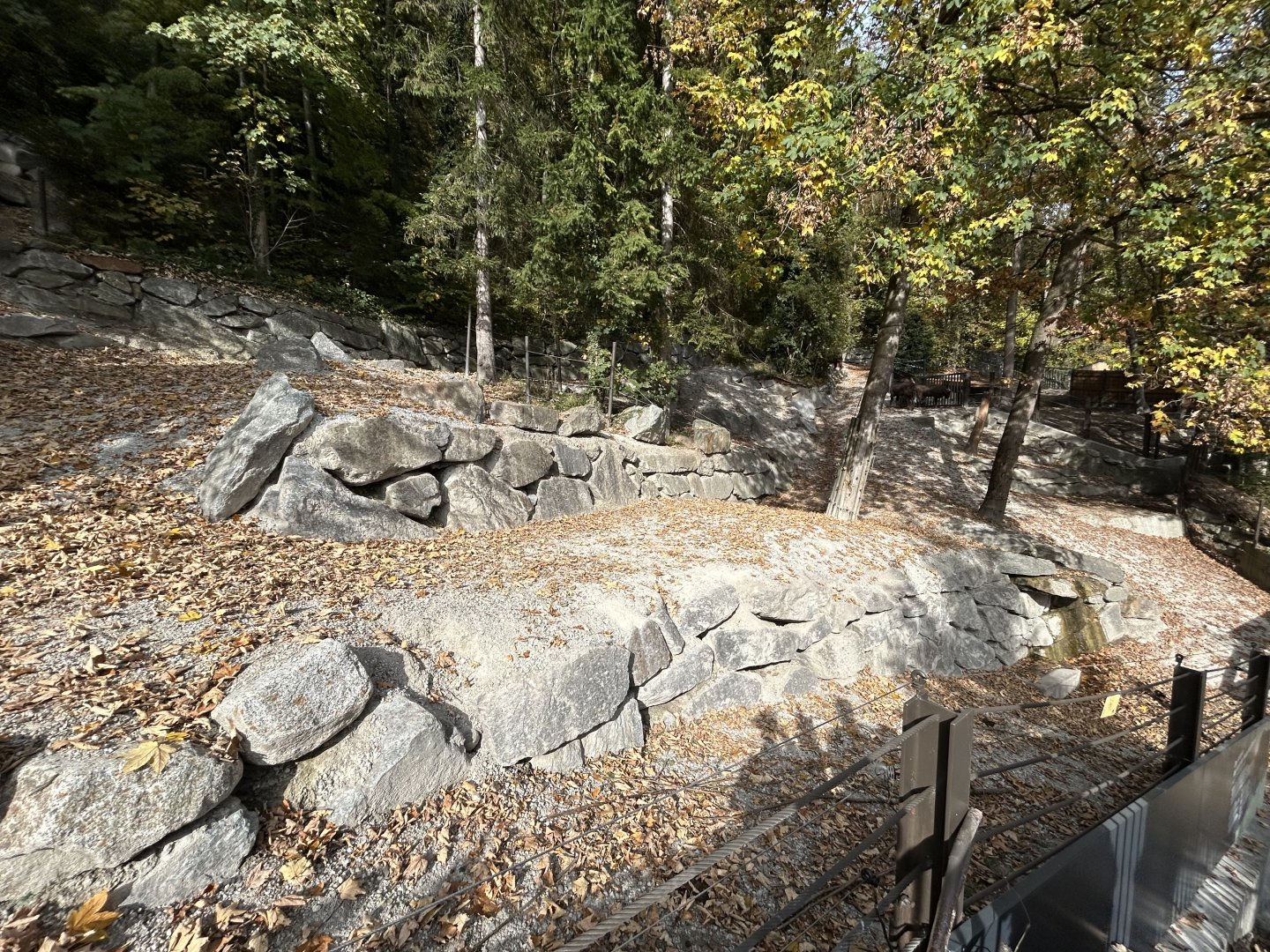 European Bison Exhibit #1