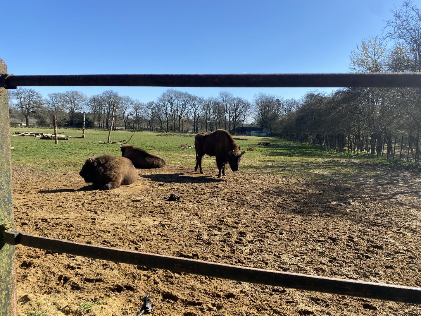 European bison exhibit 190322