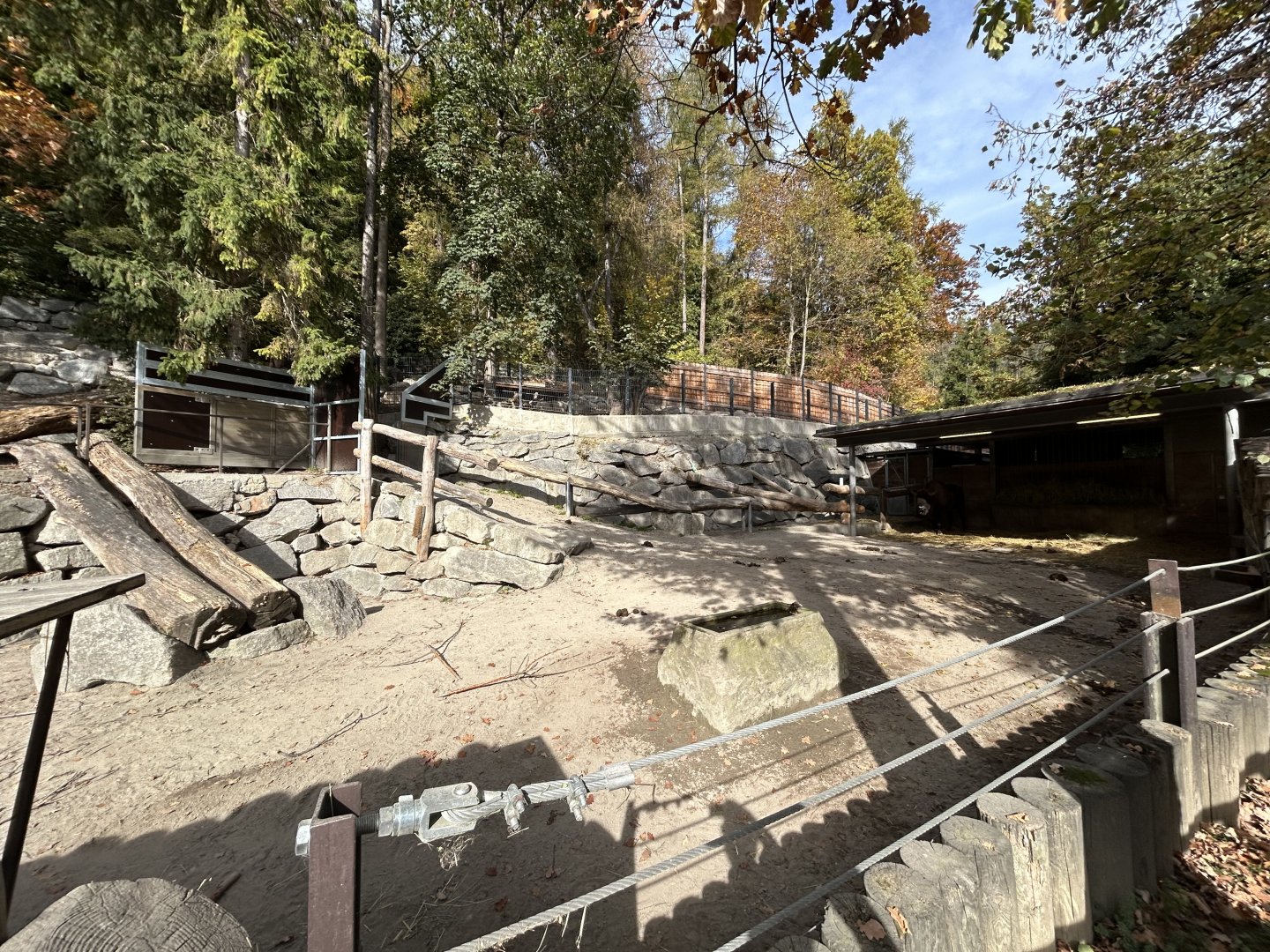 European Bison Exhibit #2