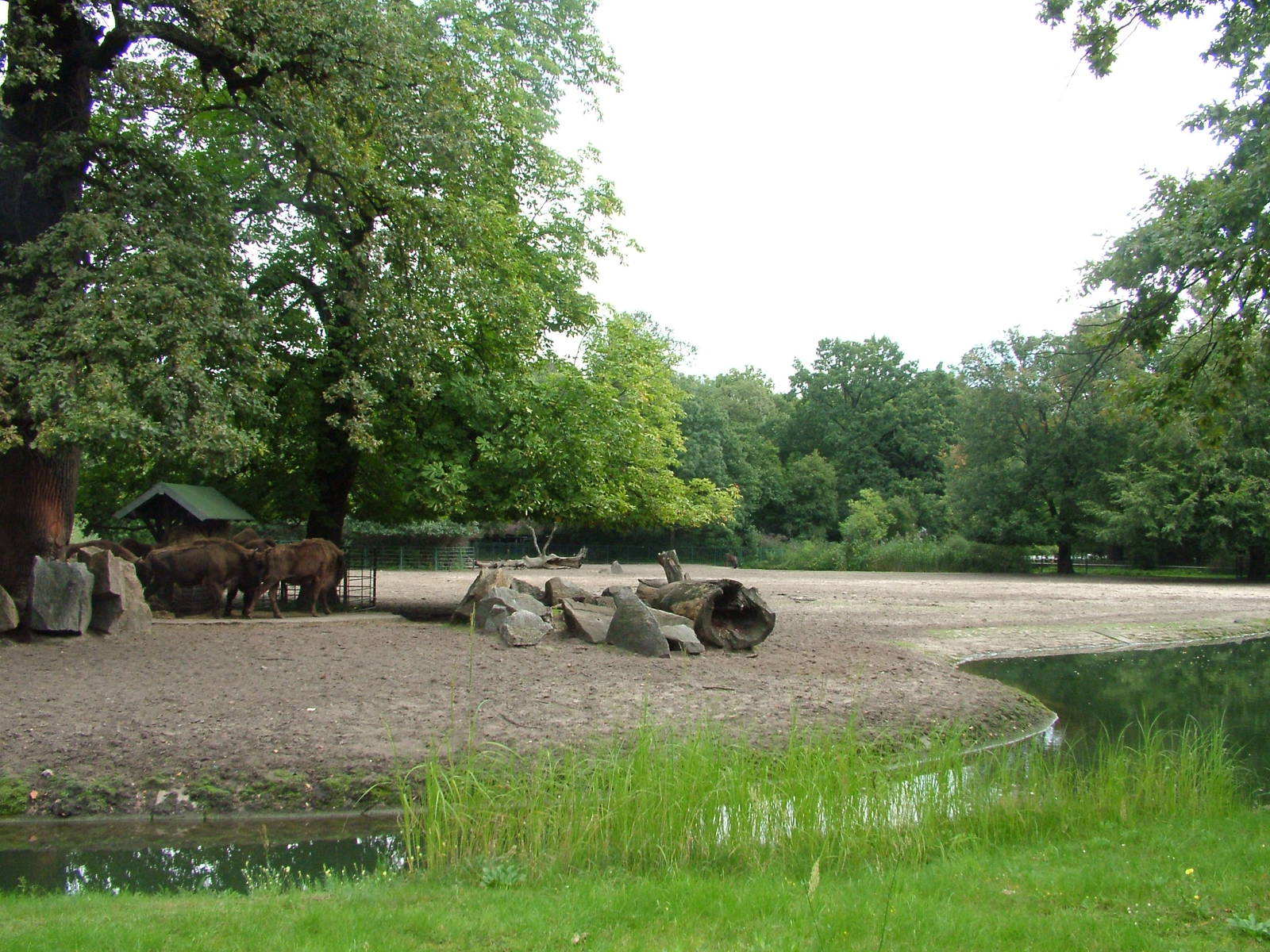 European Bison Exhibit at Tierpark Berlin, 30/08/11