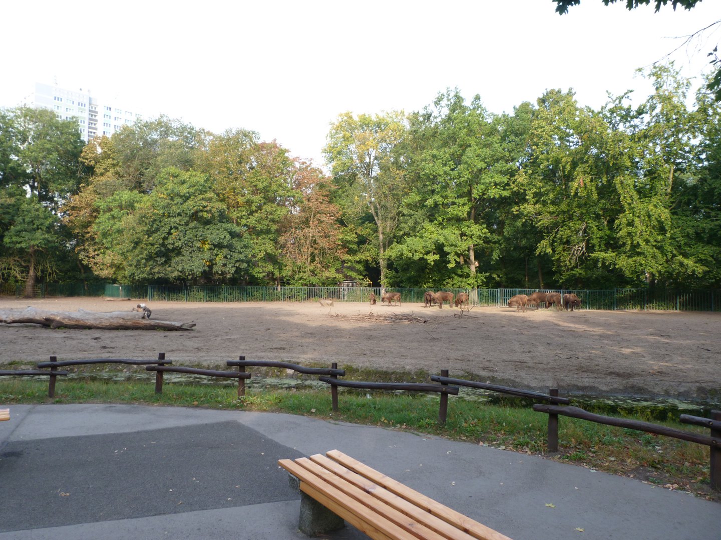 European bison exhibit -Tierpark Berlin (2024)