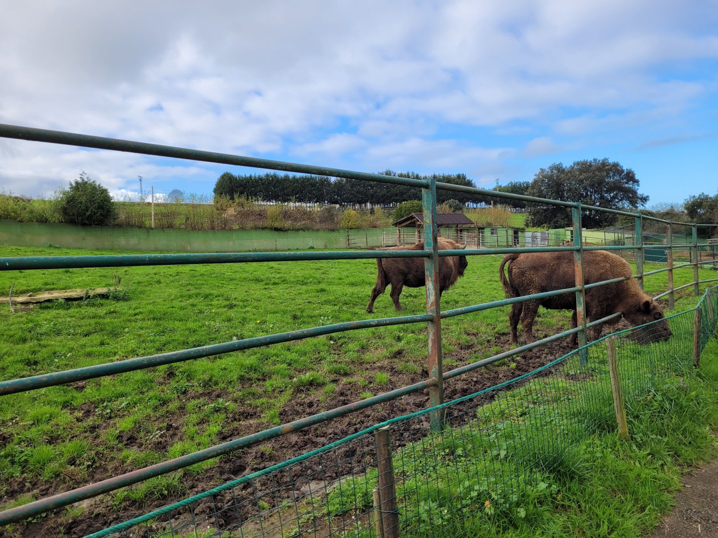 European bison exhibit -Zoo de Santillana del Mar (2023)