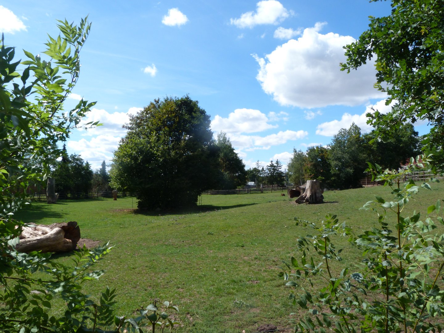 European bison exhibit -Zoo Plzeň (2025)