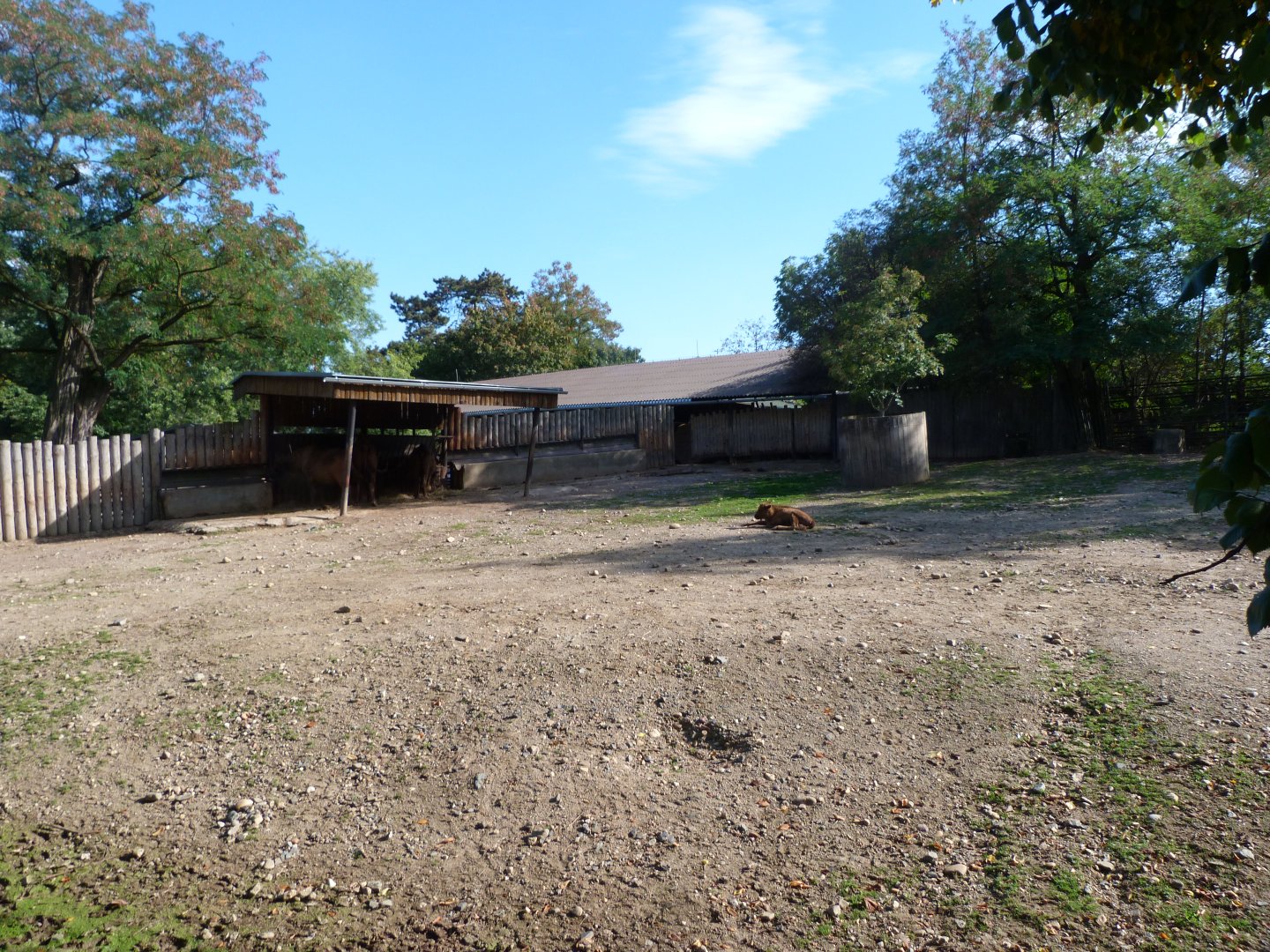 European bison exhibit -Zoo Praha (2025)