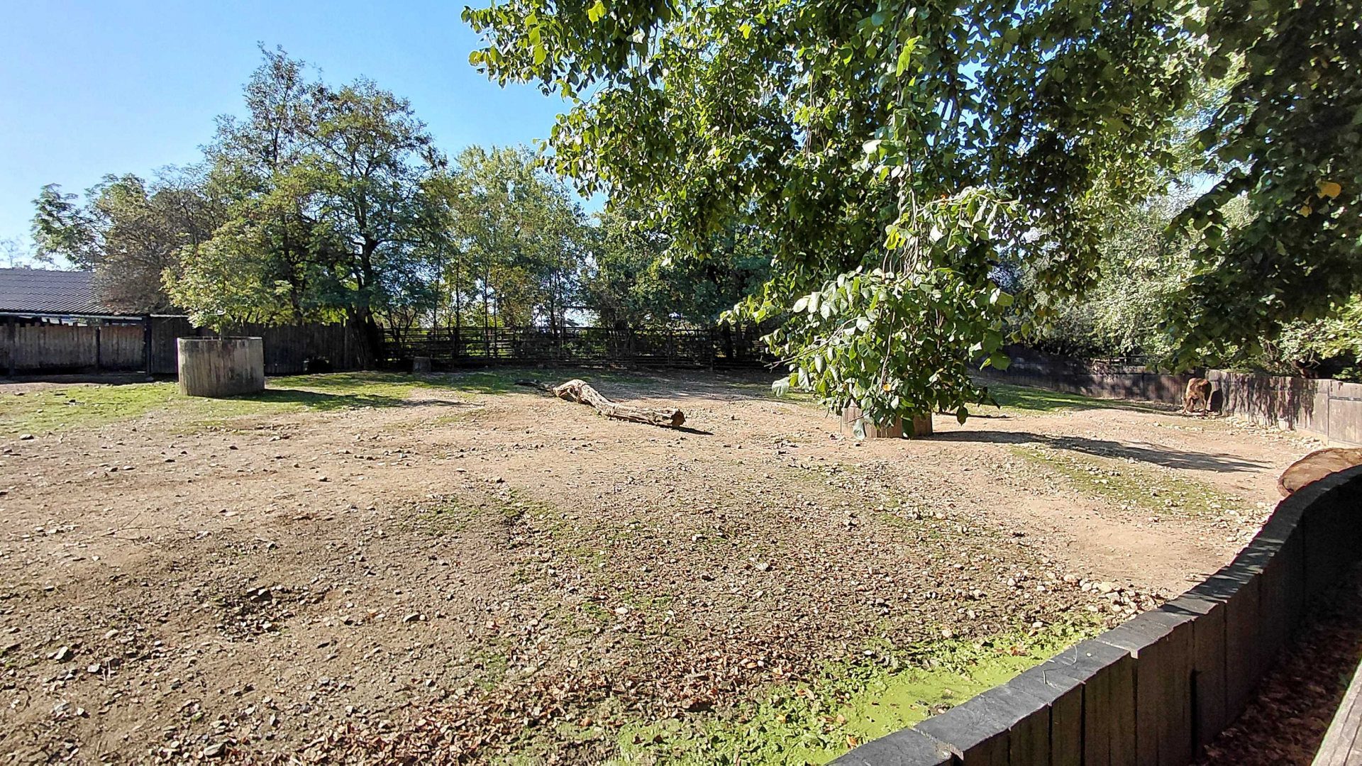 European bison exhibit