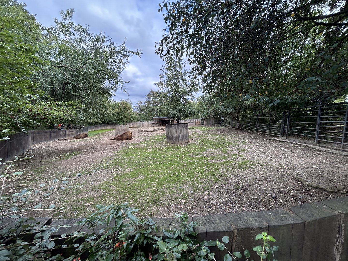 European Bison Exhibit