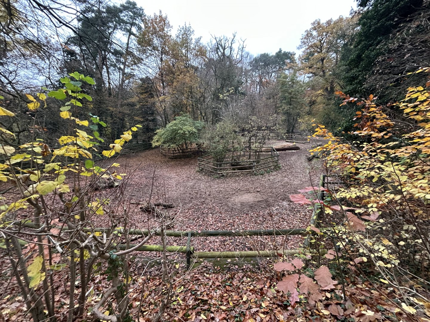 European Bison Exhibit