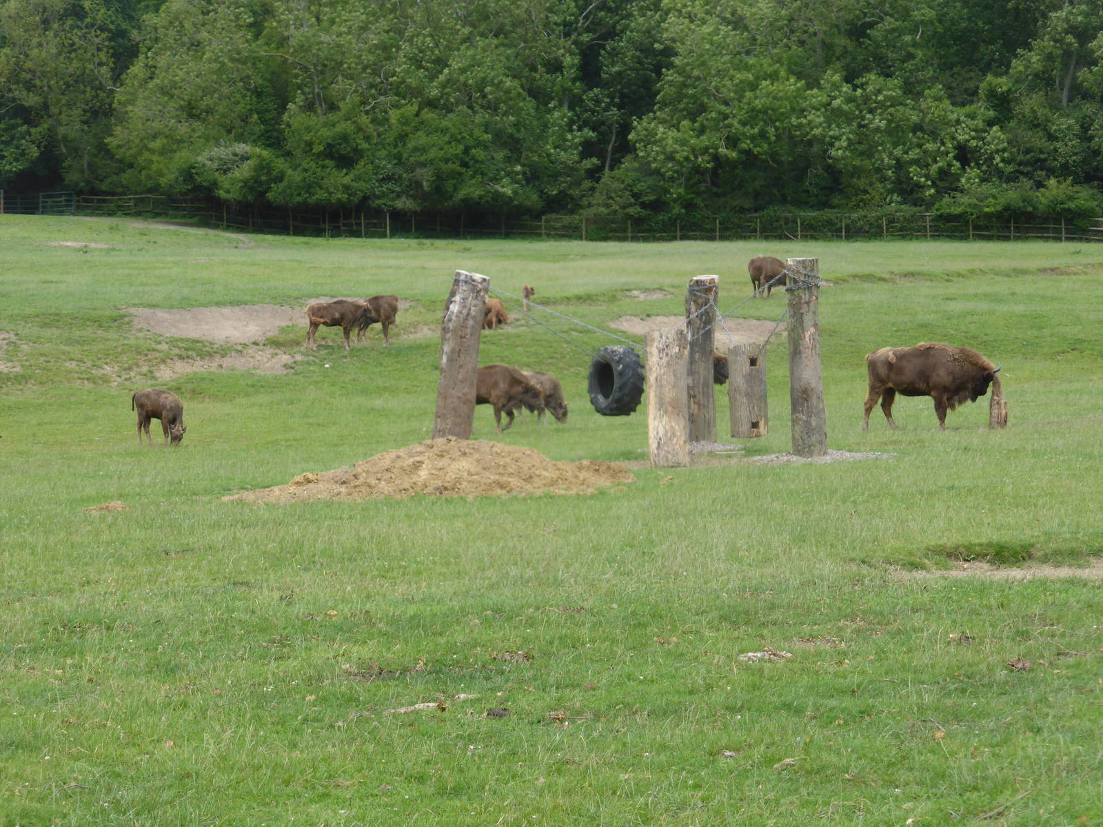 European bison herd