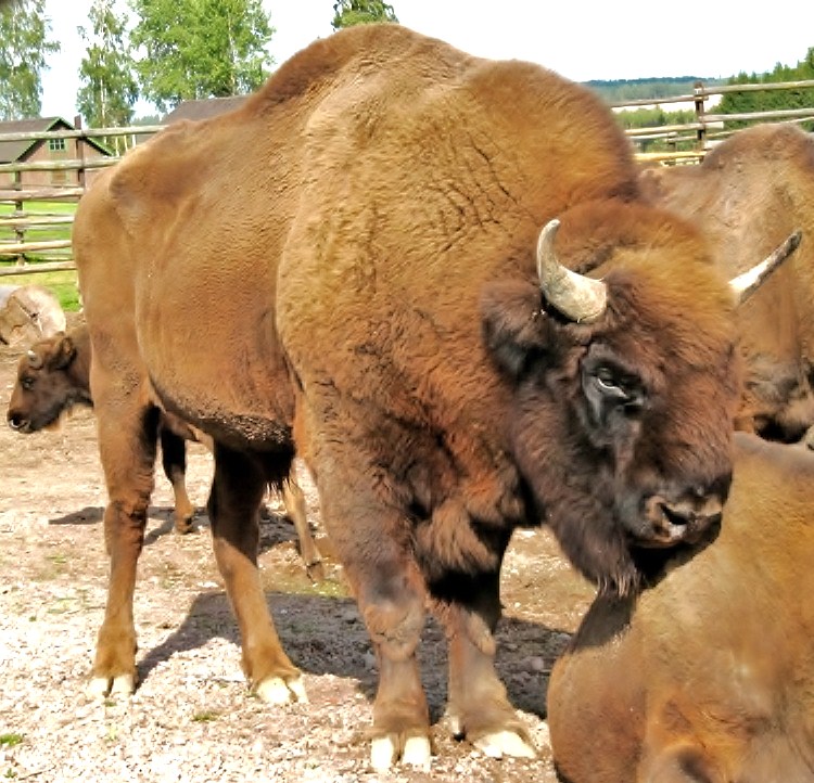 European Bison in Avesta