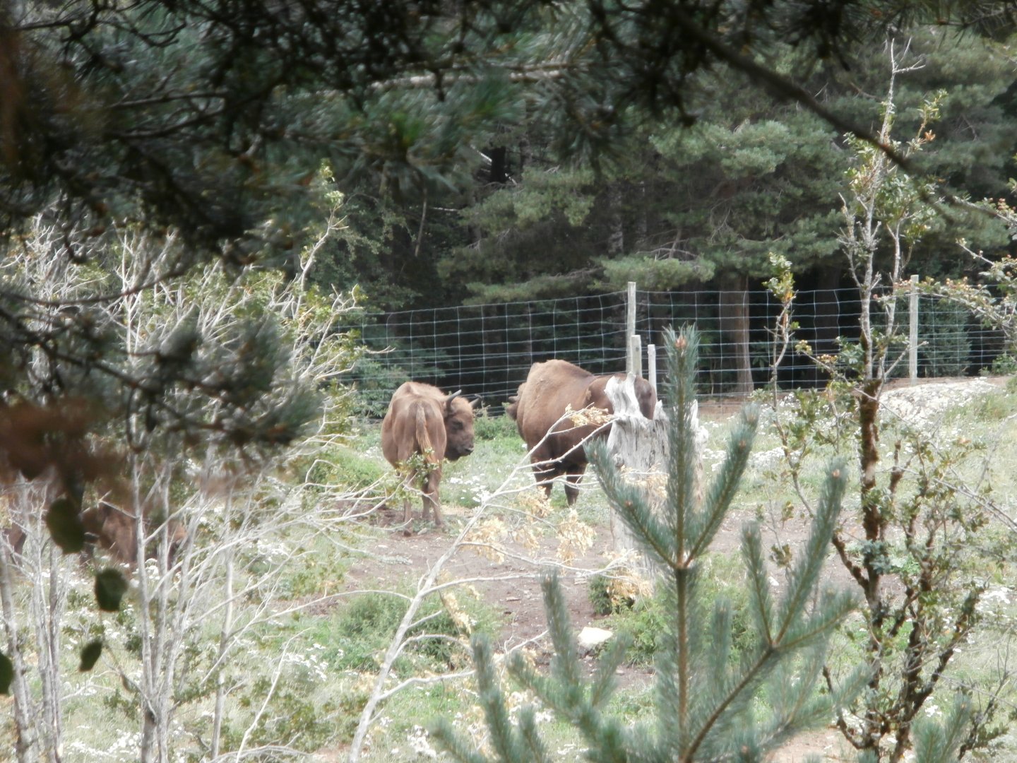 European bison- Lacuniacha