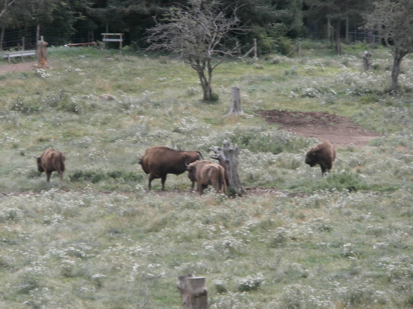 European bison- Lacuniacha