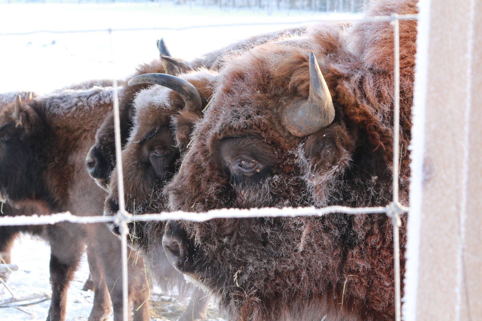 European bison (Mikael Jansson)