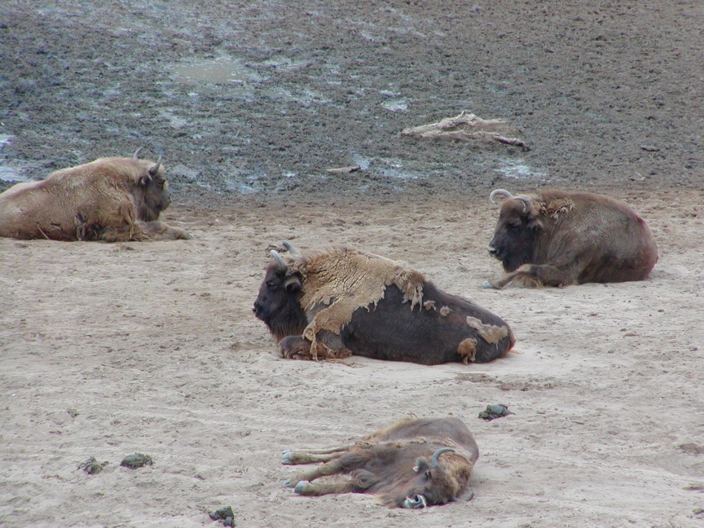 European Bison or Wisent