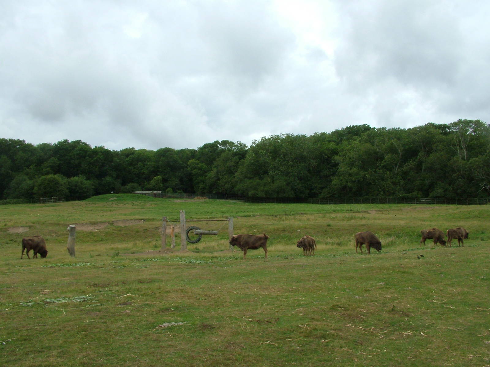 European Bison paddock at Port Lympne, 01/08/10