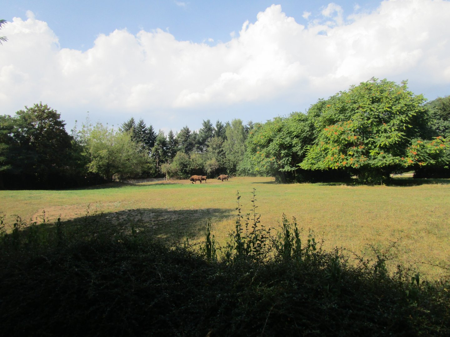 European Bison Paddock