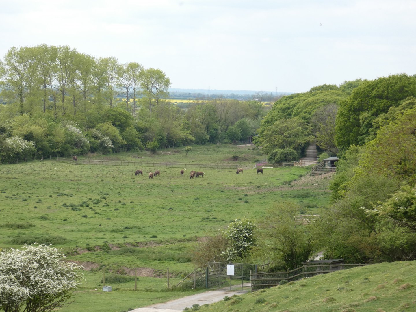 European bison paddock