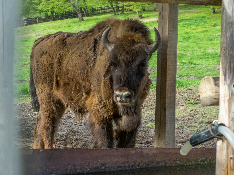 European bison (pl: bison) (Bison bonasus)