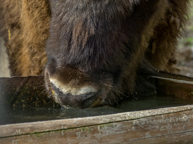 European bison (pl: bison) (Bison bonasus)