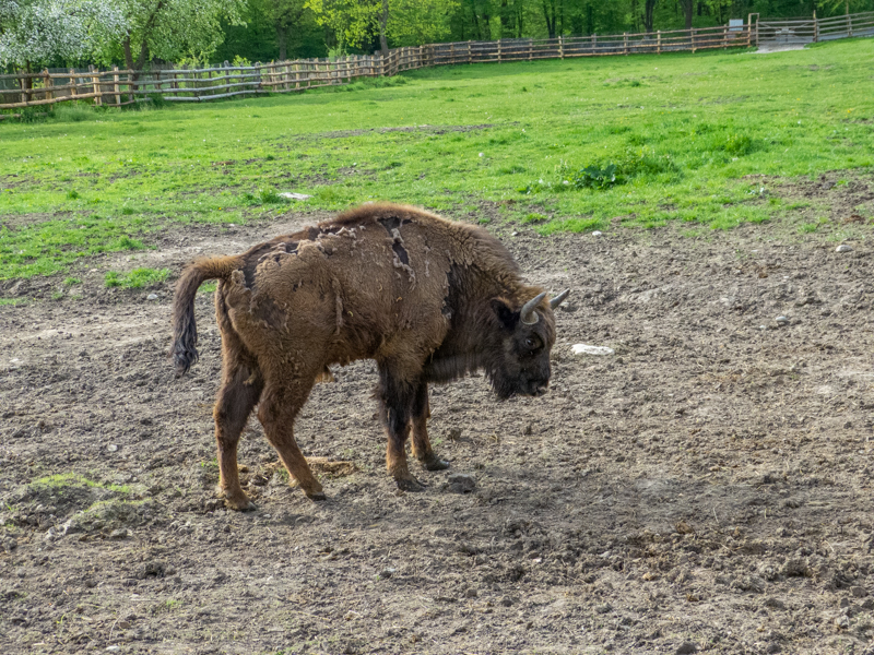European bison (pl: bison) (Bison bonasus)