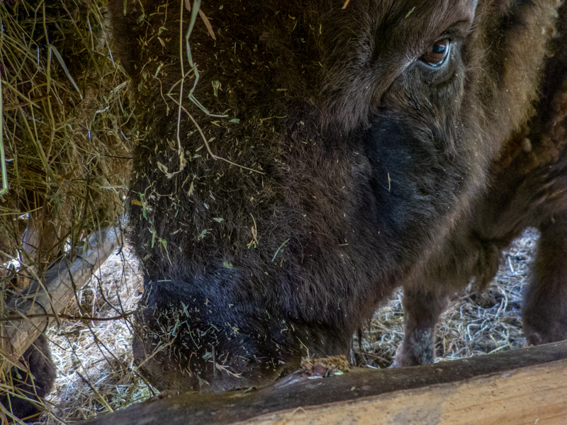 European bison (pl: bison) (Bison bonasus)
