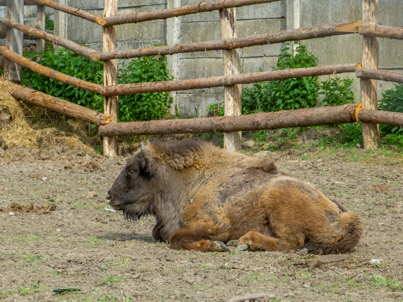 European bison (pl: bison) (Bison bonasus)