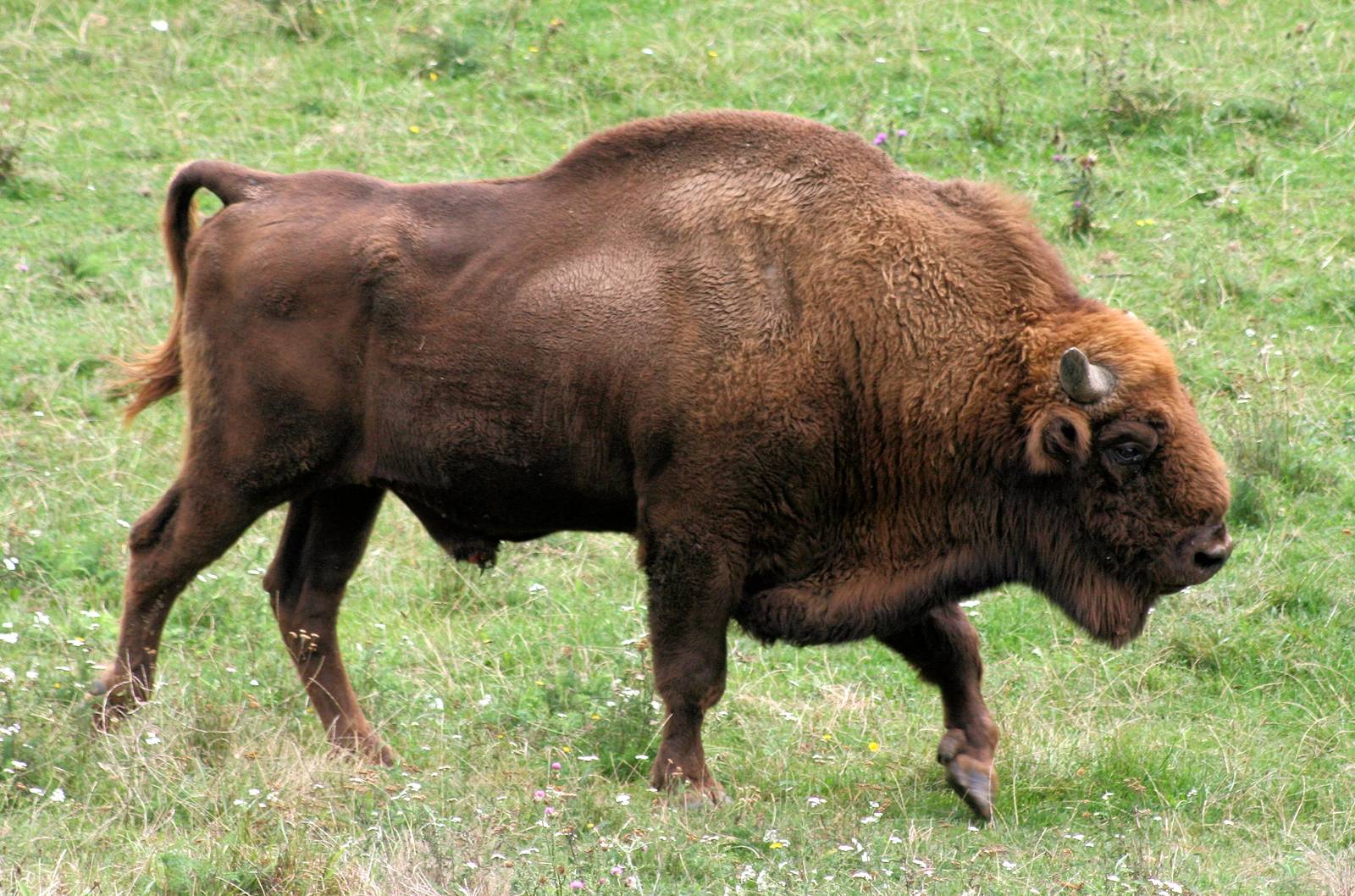 European bison; Plzen; 2nd September 2012