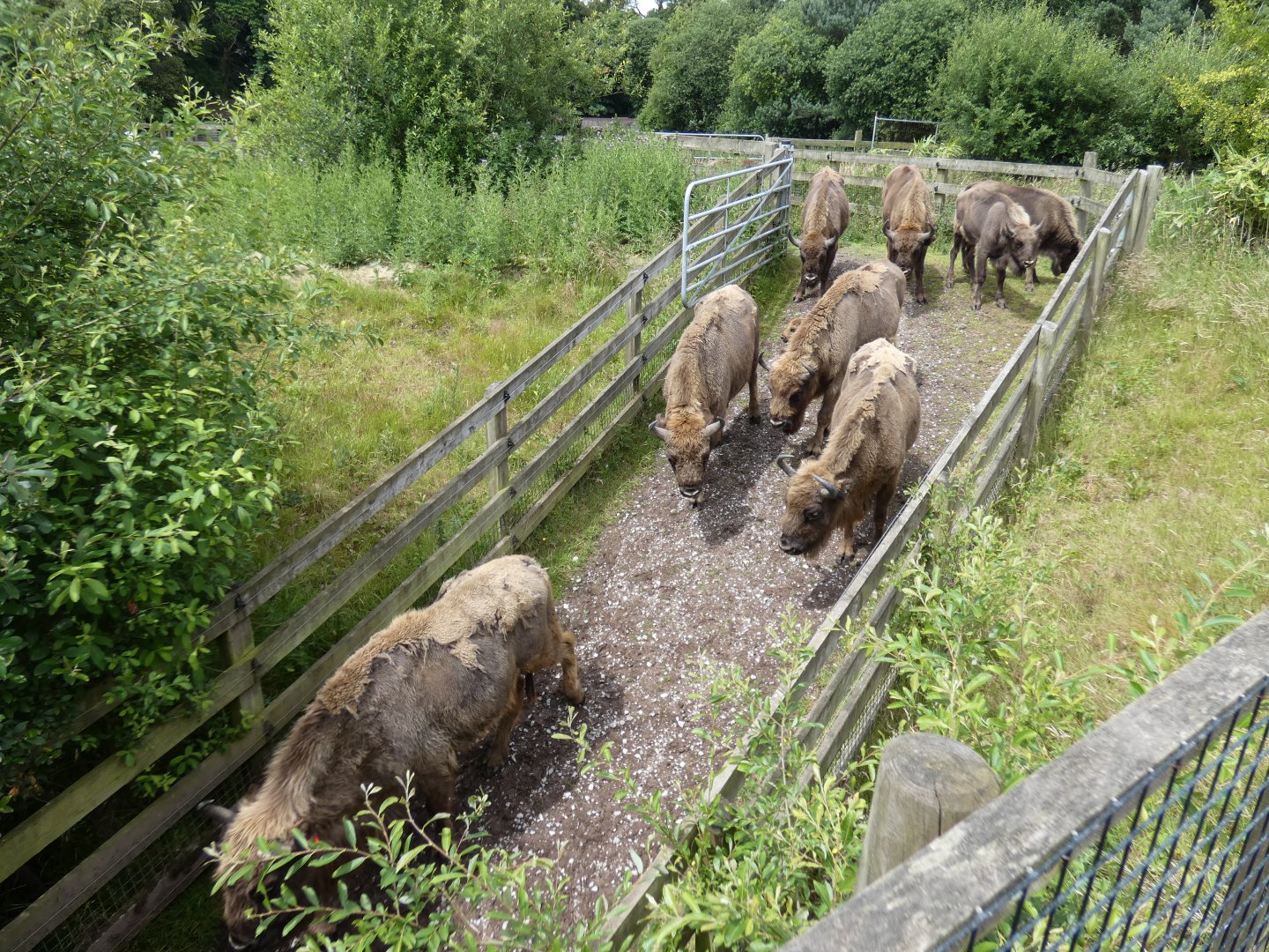 European bison queuing to go under the bridge into their paddock