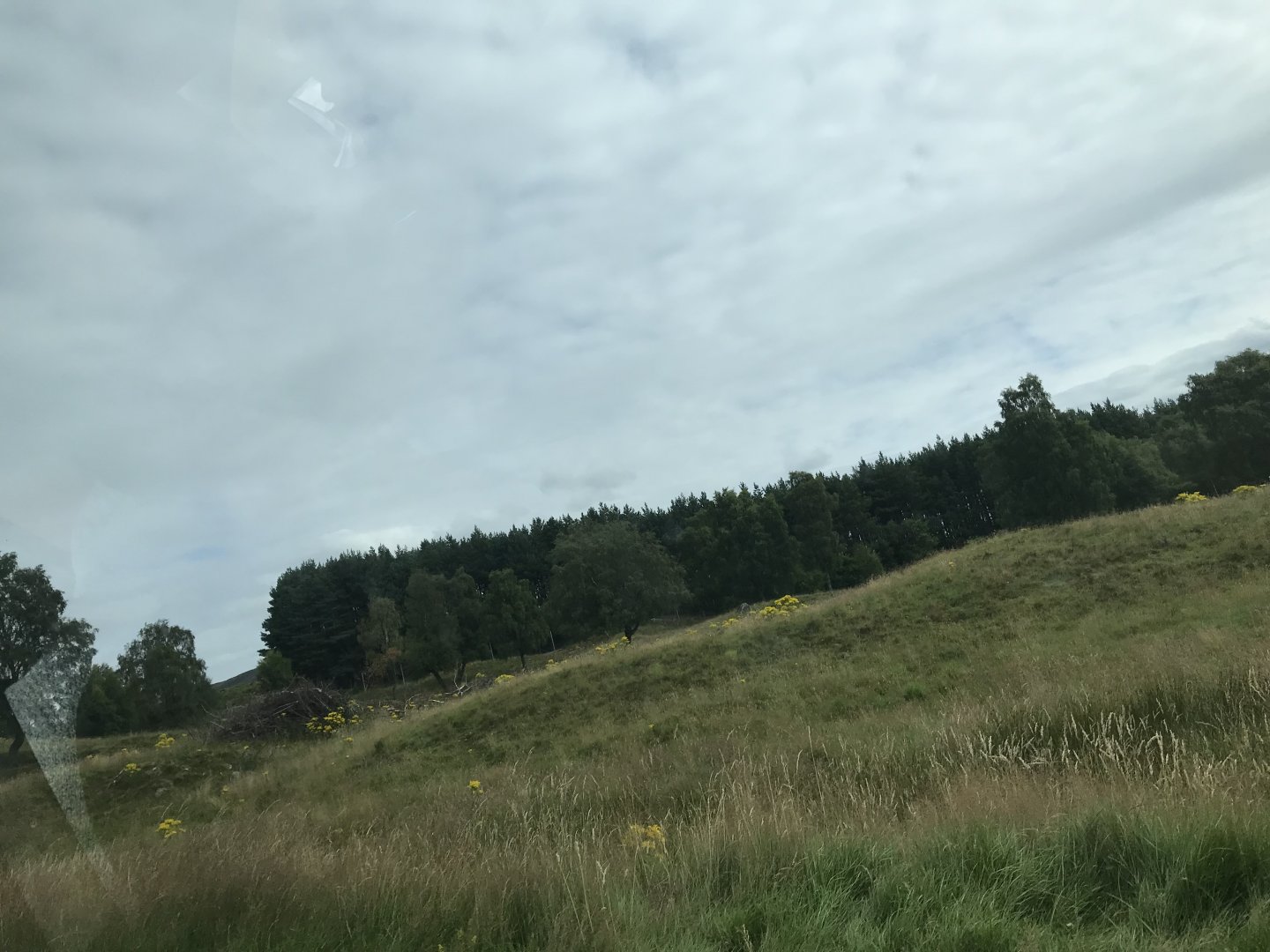 European bison, red deer and Przwalskis horse enclosure