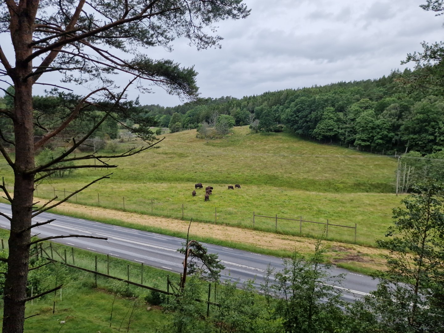 European bison reserve