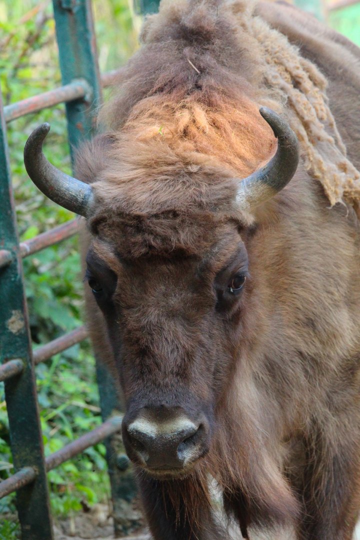 European Bison- September 2024