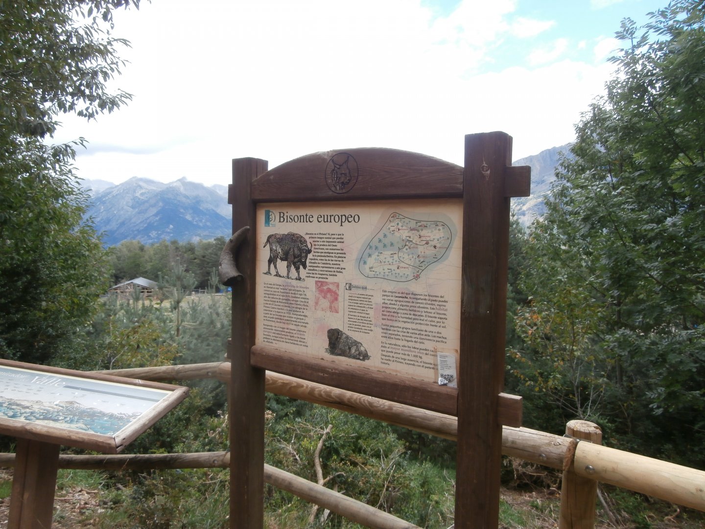 European bison sing- Lacuniacha