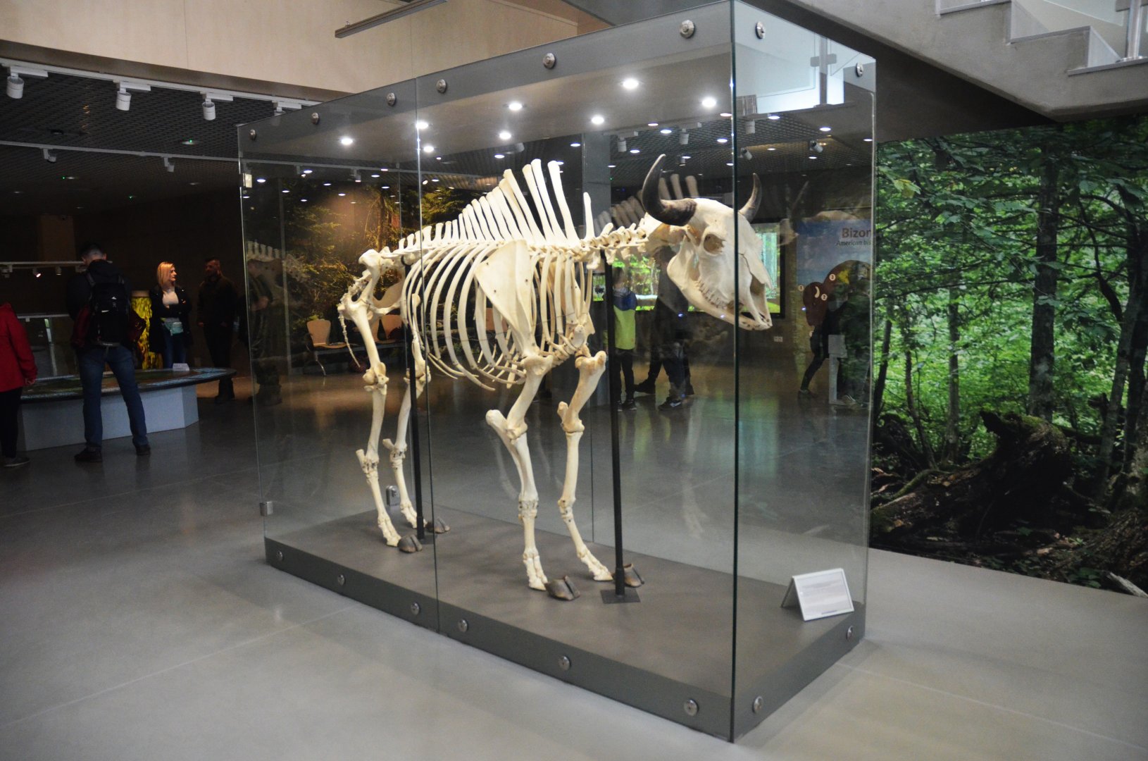 European Bison Skeleton at Rezerwat Pokazowy Żubrów, Białowieża 07/05/19