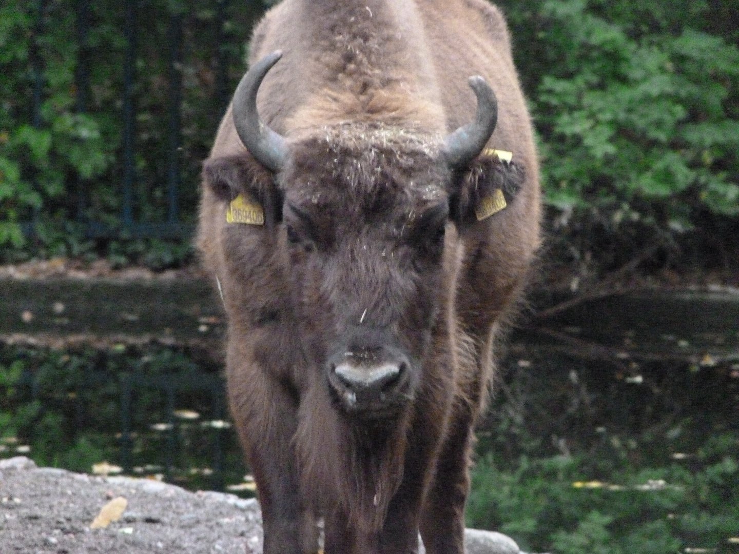 European bison -Tierpark Berlin (2024)