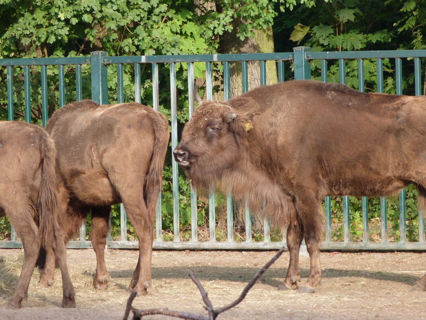 European bison -Tierpark Berlin (2024)