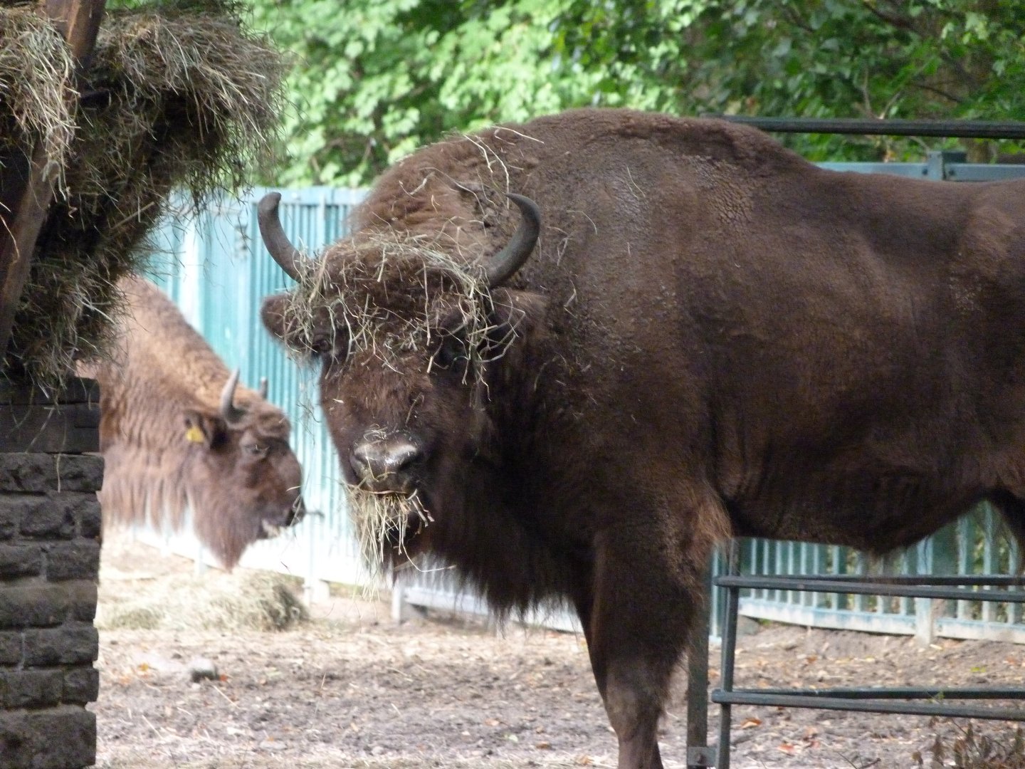 European bison -Tierpark Berlin (2024)