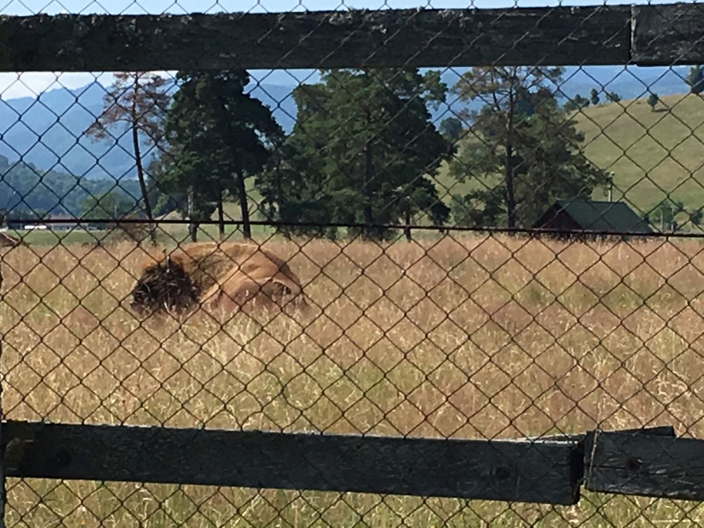 European Bison - Valea Zimbrilor (Bison Valley)