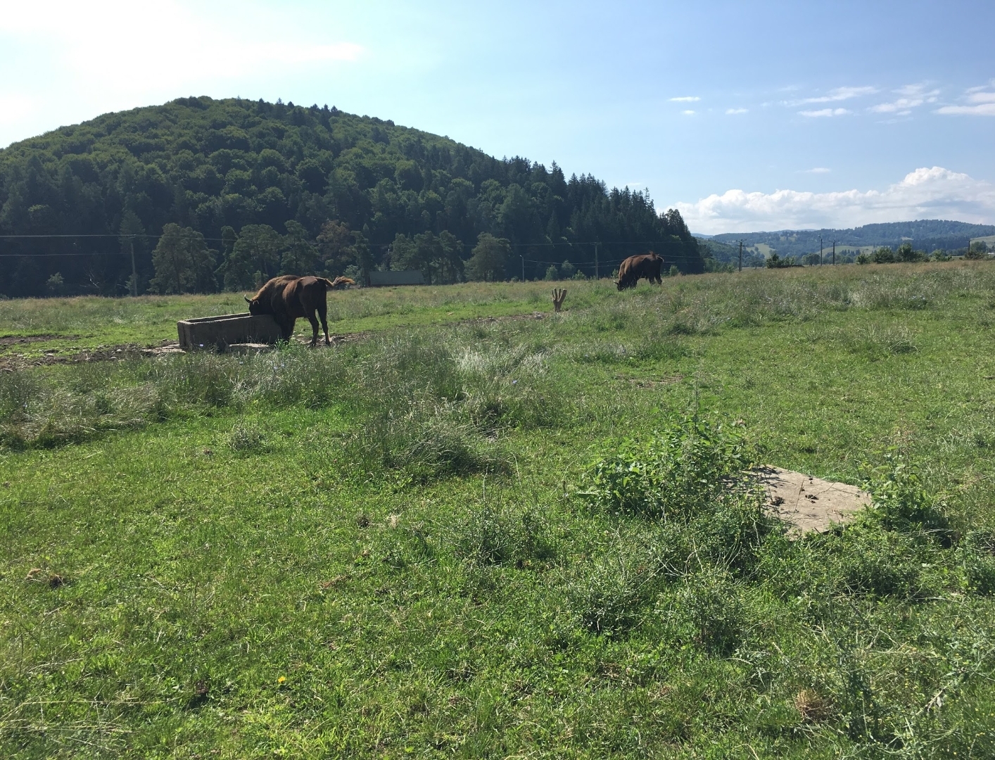 European Bison - Valea Zimbrilor (Bison Valley)