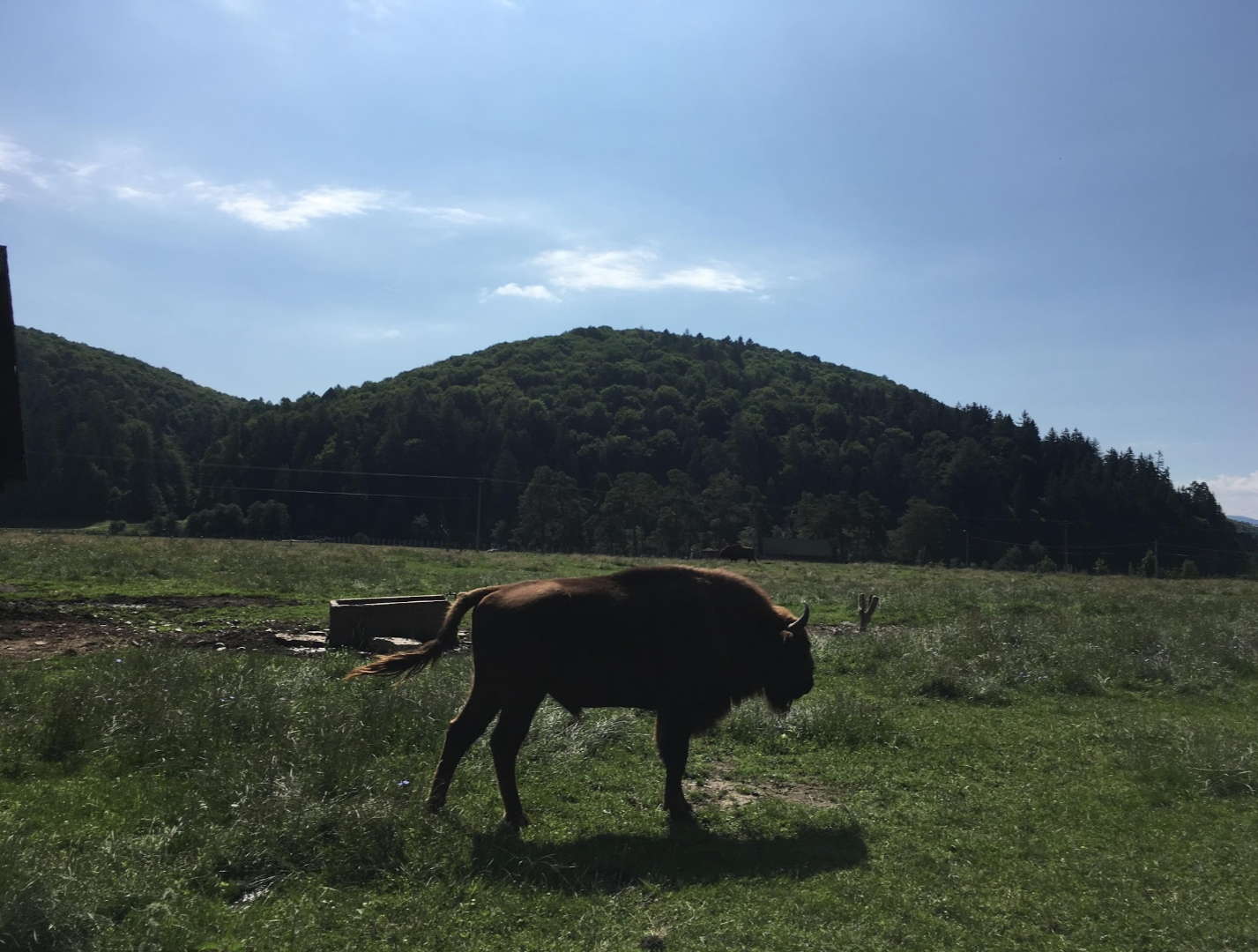 European Bison - Valea Zimbrilor (Bison Valley)