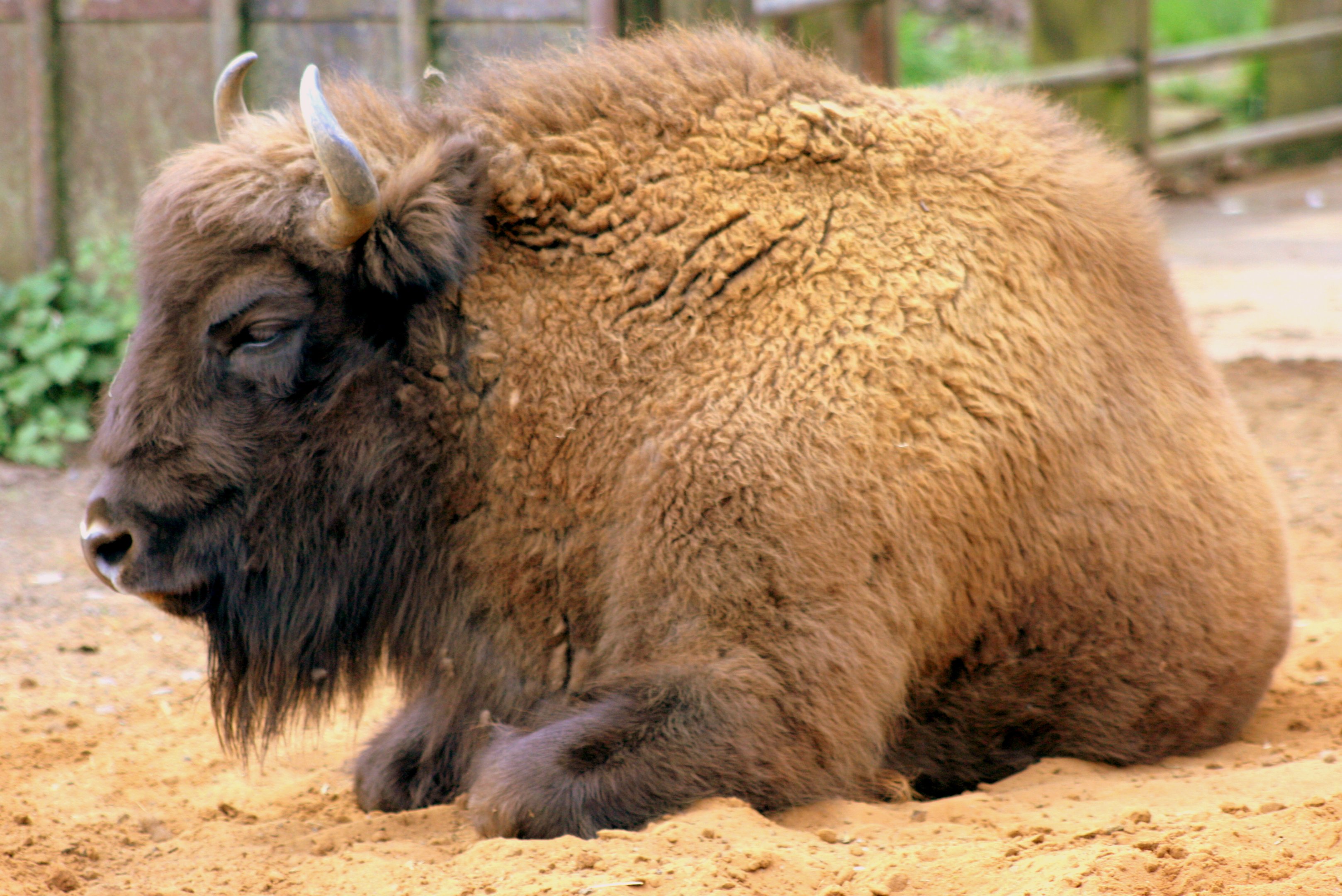European bison; Whipsnade; 15th April 2017