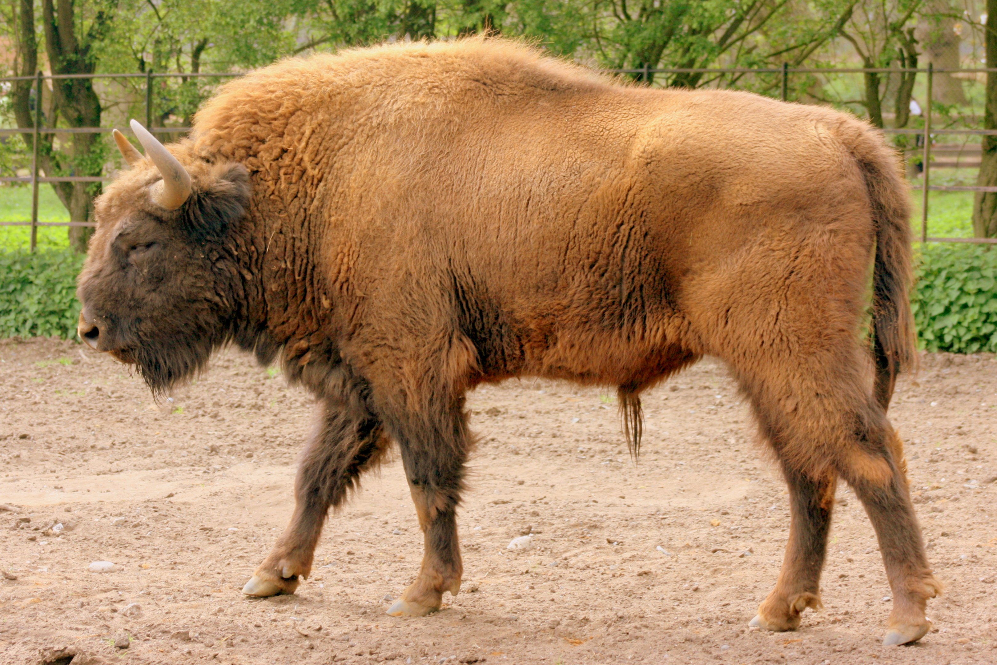 European bison; Whipsnade; 15th April 2017
