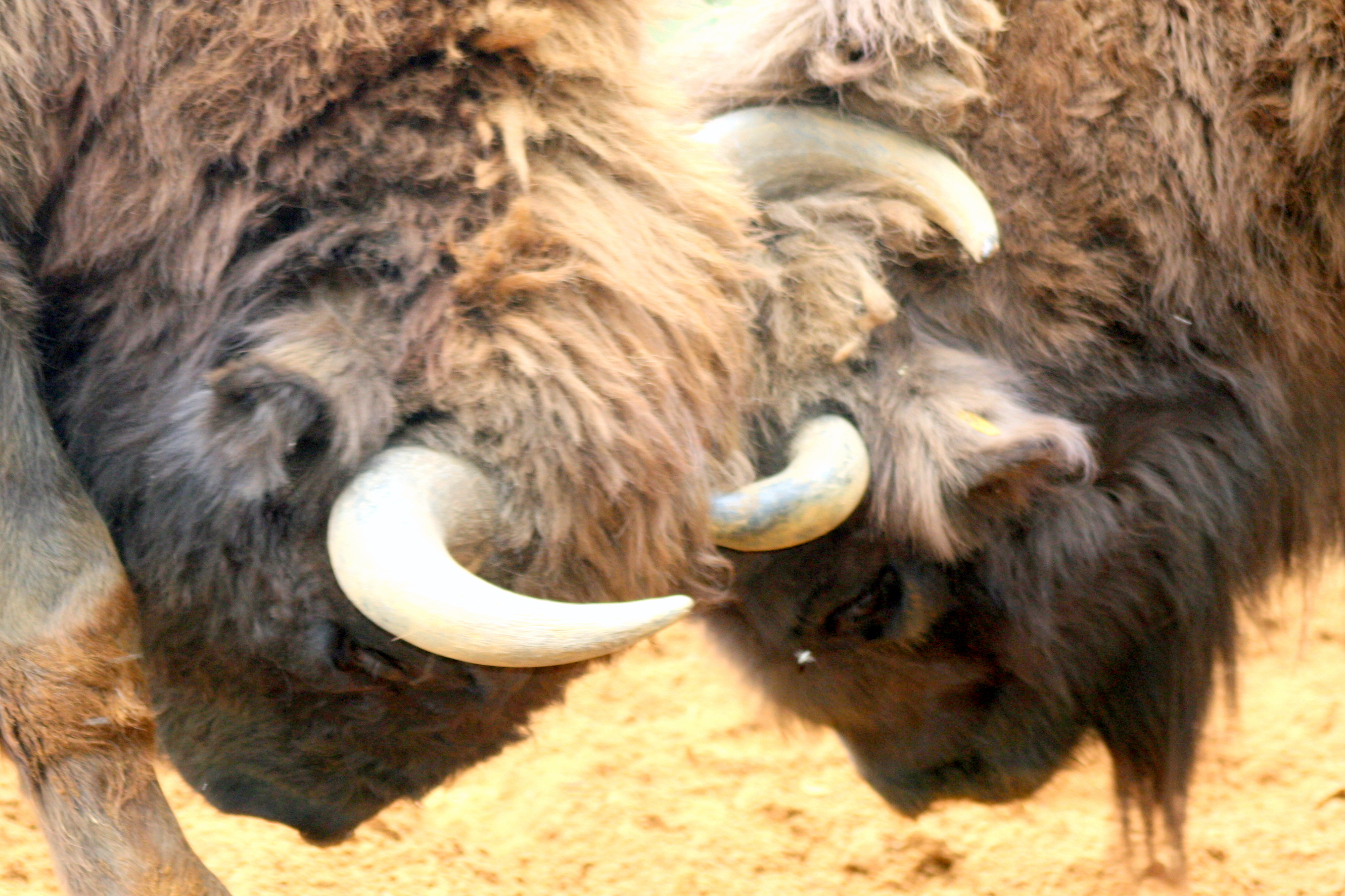 European bison; Whipsnade; 15th August 2017