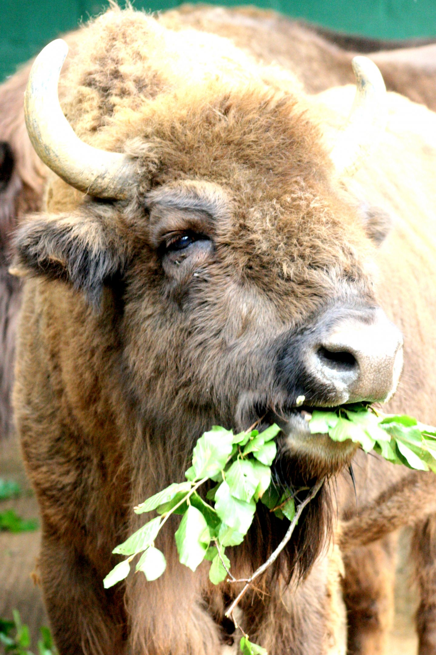 European bison; Whipsnade; 29th July 2017