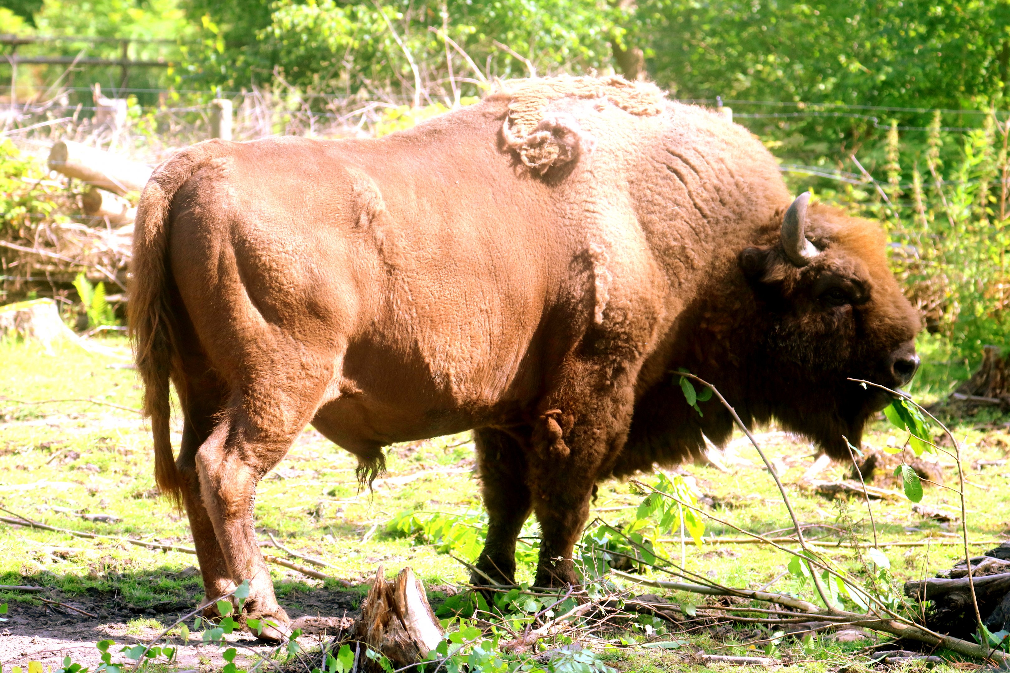European bison; Wildwood; 28th June 2019