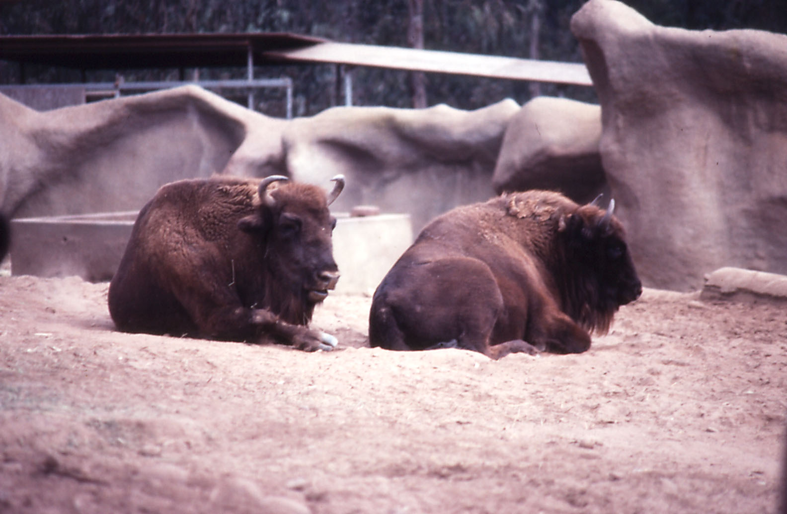 European Bison (Wisent) - 1990