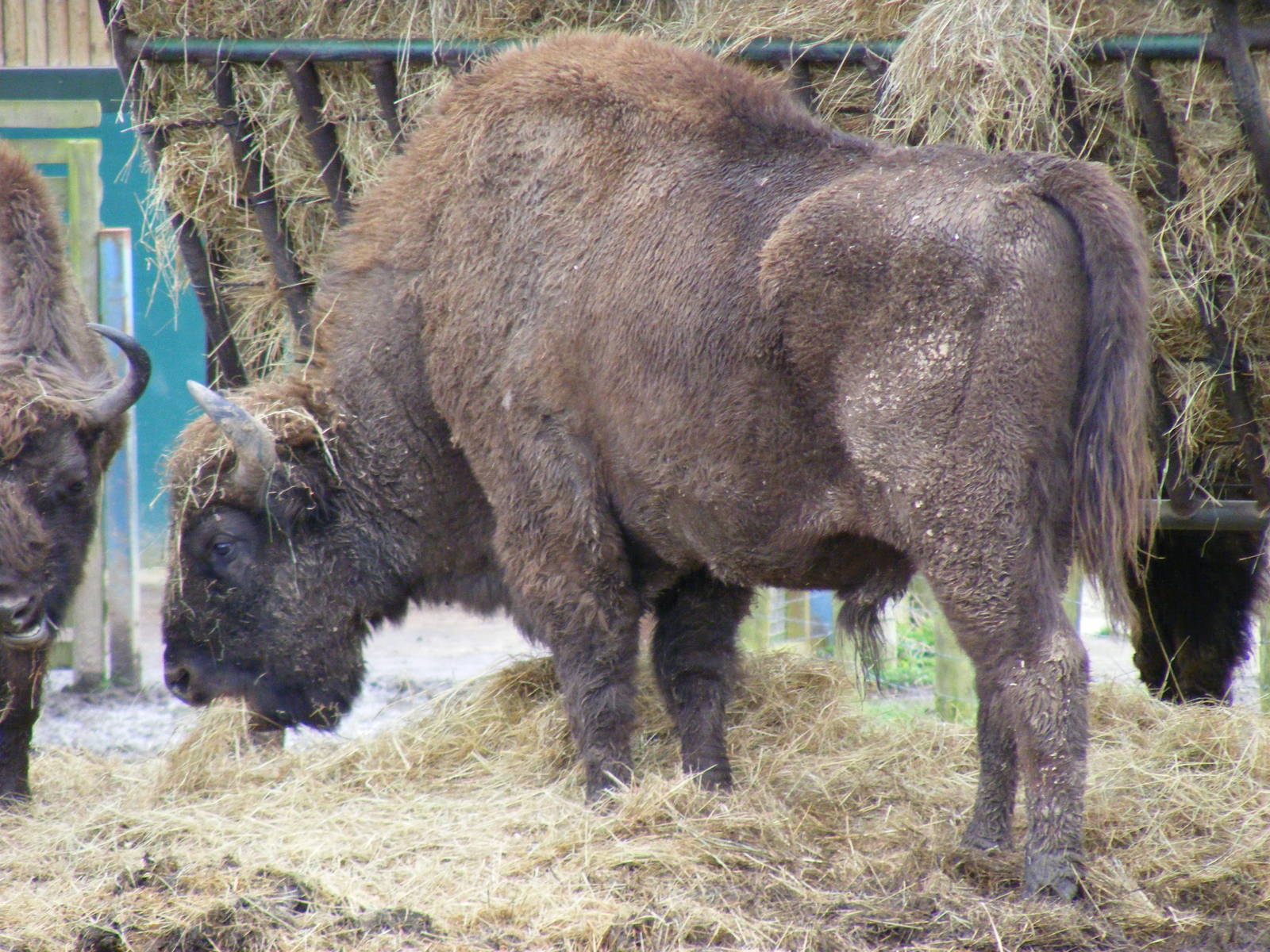 European bison (wisent) at Howletts Wild Animal Park, 3 April 2010
