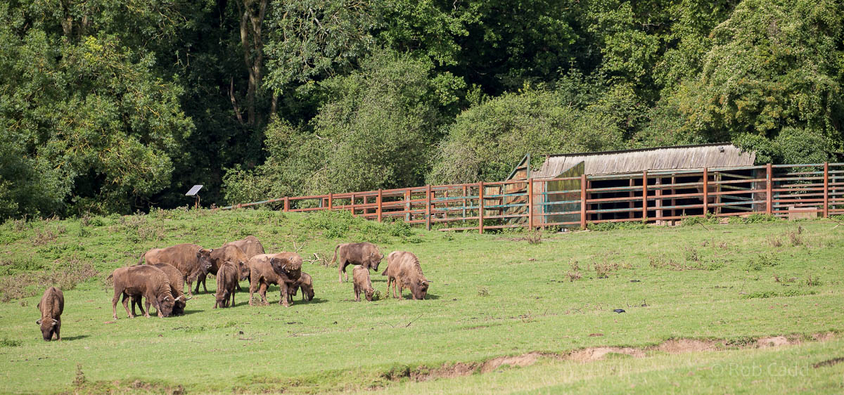 European bison / wisent : Port Lympne : 29 Aug 2015