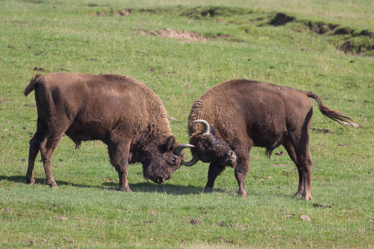 European bison / wisent : Port Lympne : 29 Aug 2015