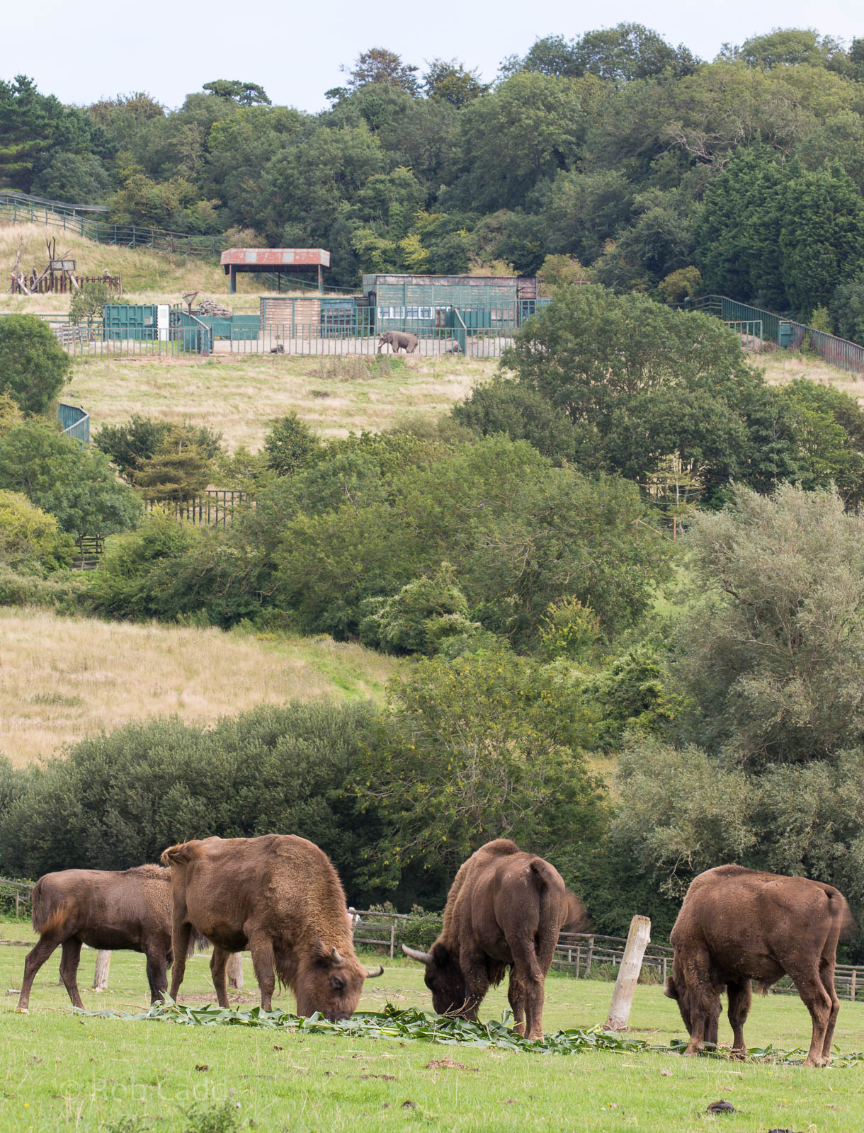 European bison / wisent : Port Lympne : 29 Aug 2015